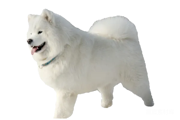 元素素材 萨莫耶犬