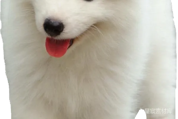 元素素材 萨摩耶犬