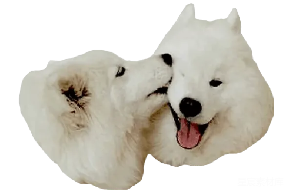 元素素材 萨摩耶犬