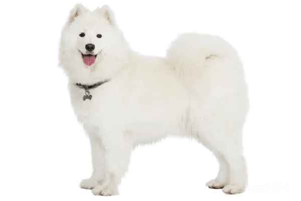 元素素材 萨摩耶犬