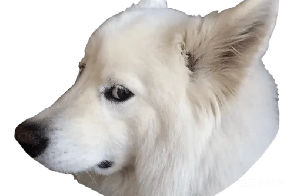 元素素材 萨摩耶犬