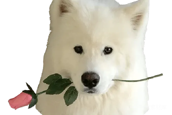 元素素材 萨莫耶犬