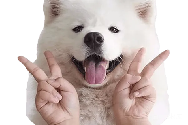 元素素材 萌宠手势
