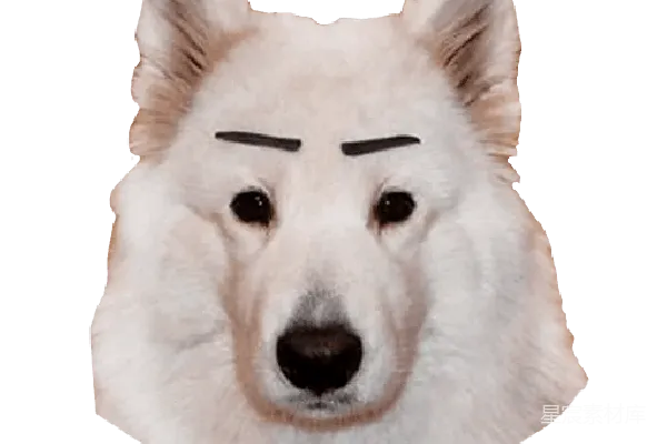 元素素材 萨莫耶犬