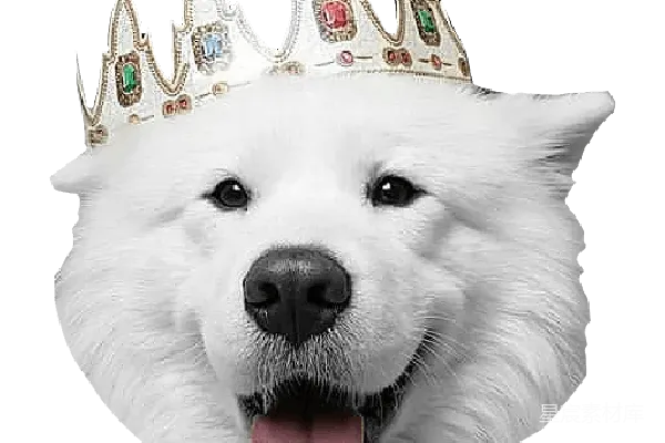 元素素材 萨莫耶犬
