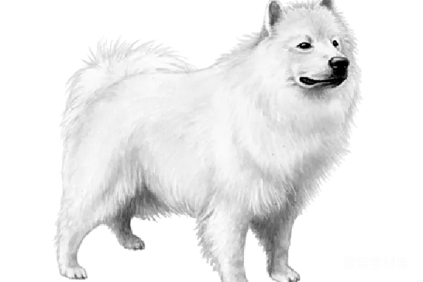 元素素材 萨摩 York犬