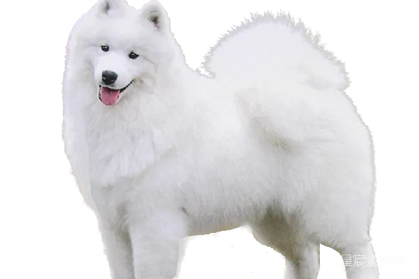 元素素材 萨摩耶