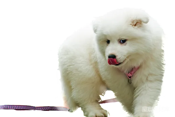 元素素材 萨摩耶犬