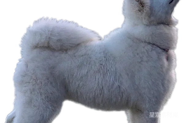 元素素材 萨摩耶犬