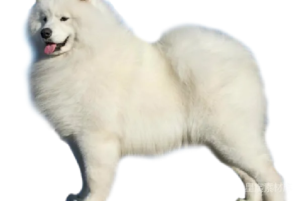 元素素材 雪橇犬的优雅姿态