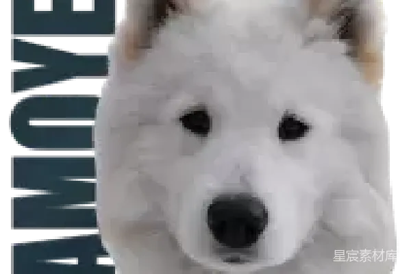 元素素材 萨摩 York 犬