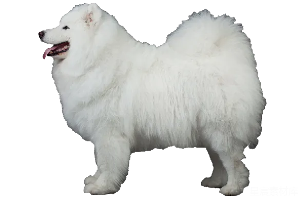 元素素材 萨莫耶犬