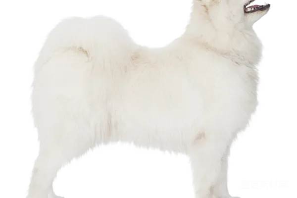 元素素材 萨摩耶犬