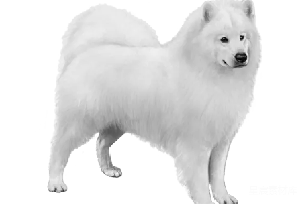 元素素材 萨摩耶犬