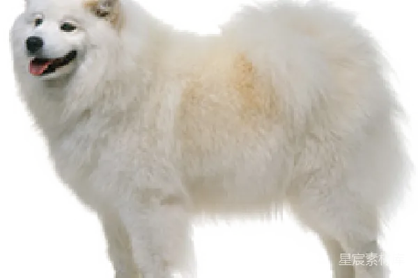 元素素材 雪白的萨摩耶犬