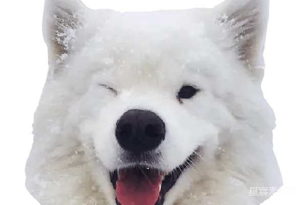 元素素材 萨莫耶犬