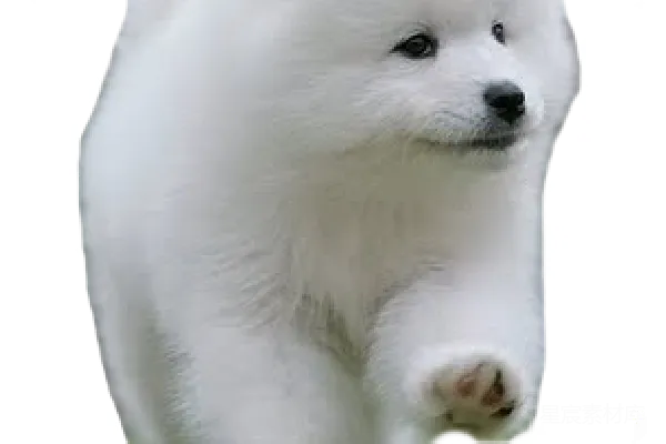 元素素材 萨摩耶