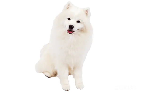 元素素材 萨摩耶犬