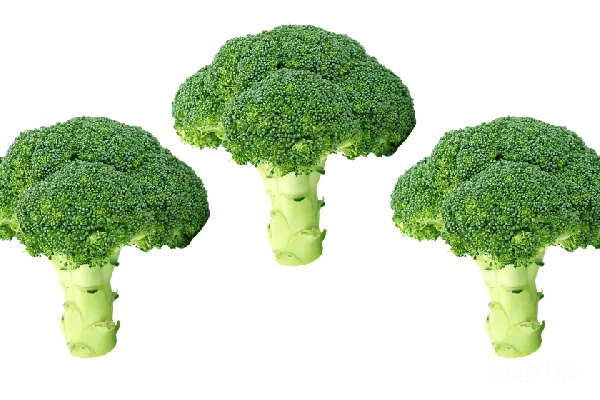 元素素材 西兰花