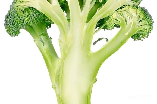 元素素材 西兰花