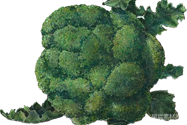 元素素材 西兰花