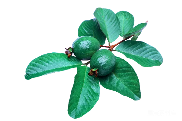 元素素材 谷歌Guava库