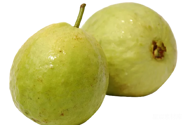 元素素材 谷歌 Guava