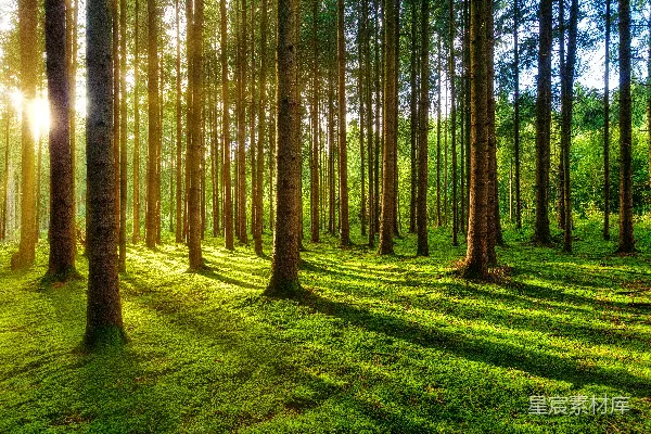 高清摄影 白天绿色的草地与树木共存的地方