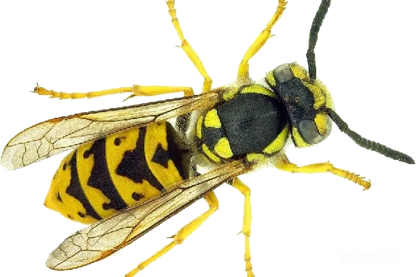 元素素材 黄蜂