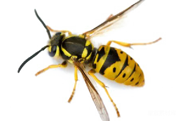 元素素材 黄蜂