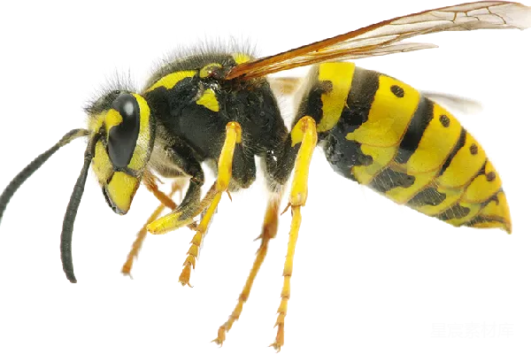 元素素材 黄蜂特写