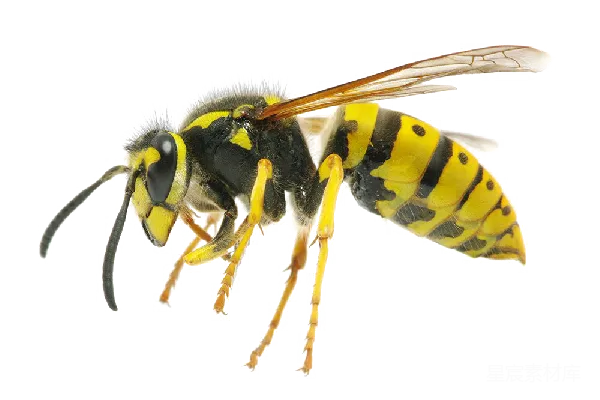 元素素材 黄蜂