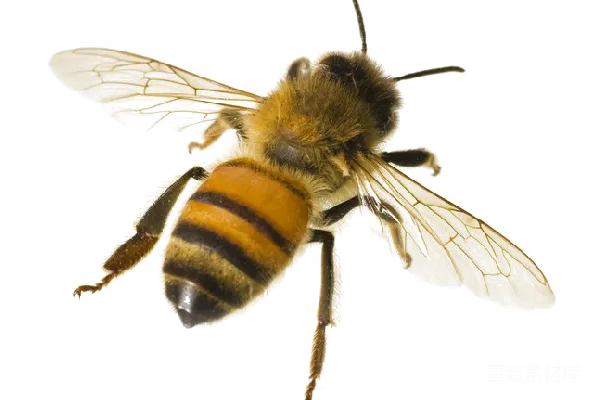 元素素材 蜜蜂