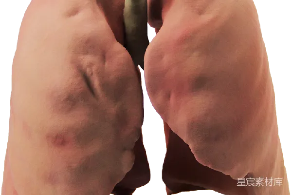 元素素材 肺