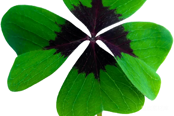 元素素材 四叶草