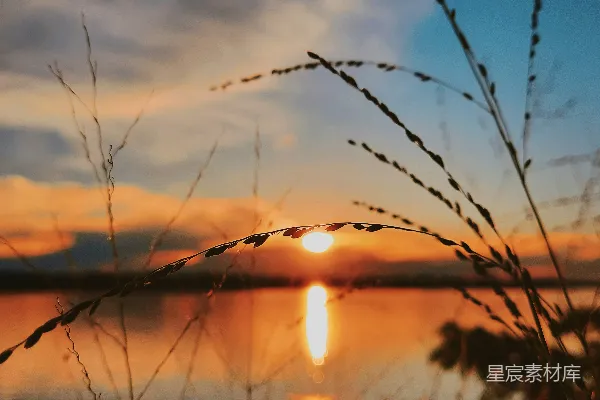 高清摄影 夕阳下的草影