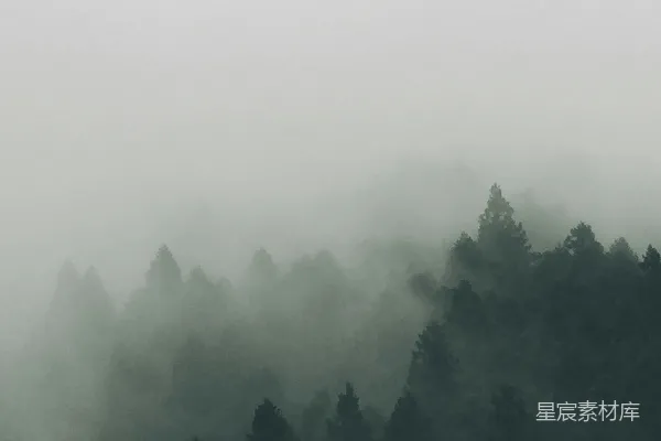 高清摄影 被雾覆盖的森林