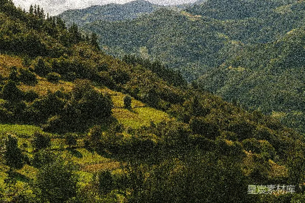 高清摄影 一片繁茂的绿色山坡覆盖着许多树木