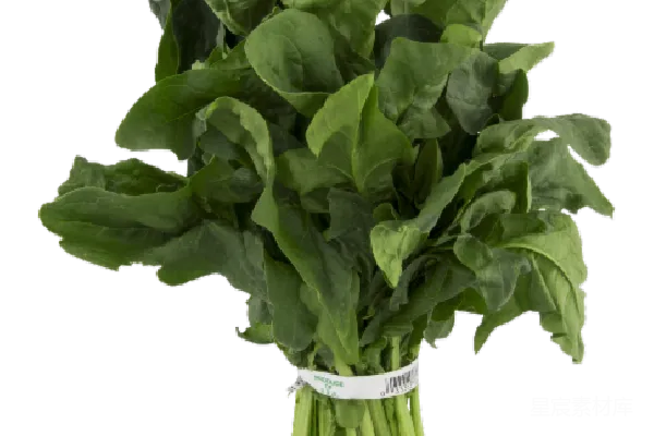 元素素材 菠菜