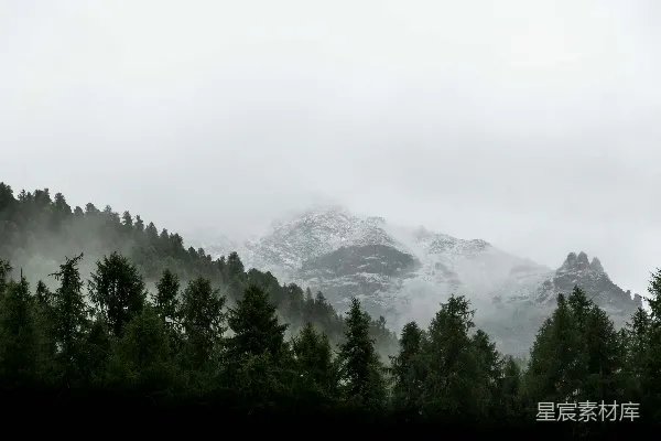 高清摄影 雪山上绿色常青的树木
