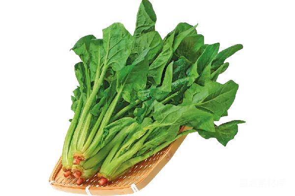 元素素材 新鲜菠菜
