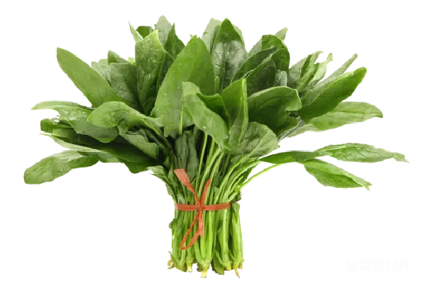 元素素材 新鲜菠菜束