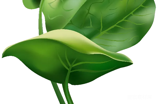 元素素材 新鲜菠菜插图