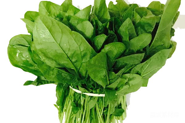 元素素材 菠菜