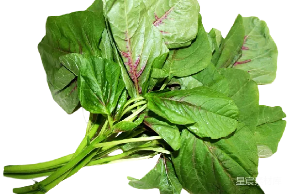 元素素材 菠菜