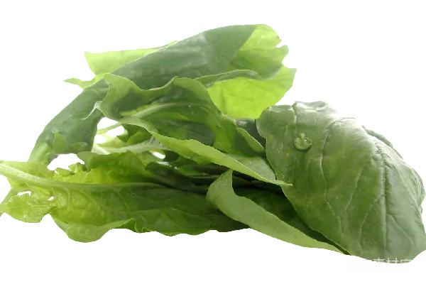 元素素材 菠菜