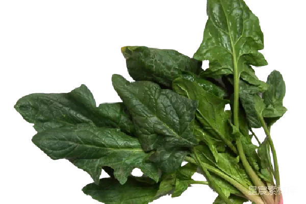 元素素材 菠菜