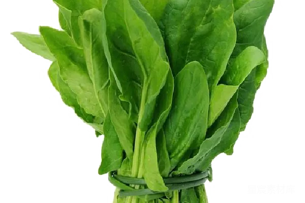 元素素材 菠菜