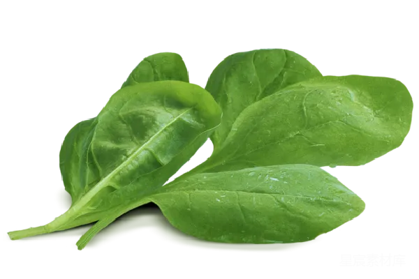 元素素材 新鲜菠菜叶