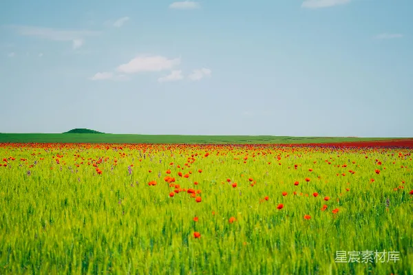 高清摄影 白天绿草 fields 蓝天 中